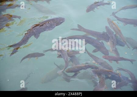 Sacred Carps in Abraham's Pool, Sanliurfa, Turkey Stock Photo