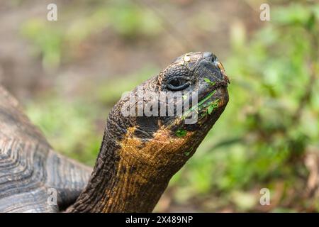 Islas Galápagos Ecuador (Chelonoidis nigra) Stock Photo