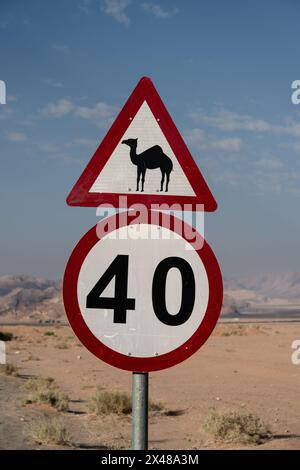 Attention Camel and 40 kmh Road Sign on the Wadi Rum Road in the Desert of Jordan Stock Photo