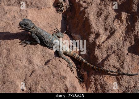 Sinai Agama Lizard Pseudotrapelus sinaitus in Wadi Rum, Jordan Stock Photo