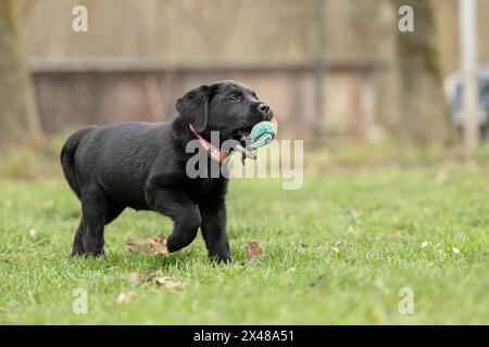 An 8 week old black Labrador puppy dog is playing with a toy on a green meadow Stock Photo