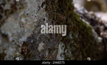 A small black and white moth is sitting on a mossy rock. The moth is surrounded by green moss and has a brown stripe on its back. The image has a calm Stock Photo