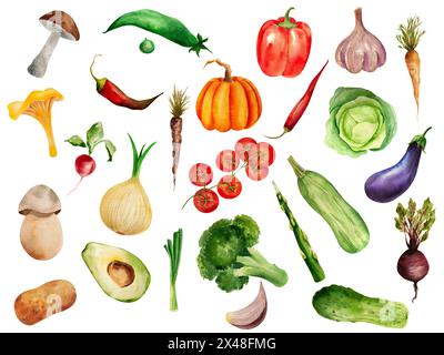 Ingredients, Vegetable illustration set, harvest, pumpkin, mushroom, onion, broccoli, chili, pepper, cabbage, green, peas, tomato, cherries Stock Photo