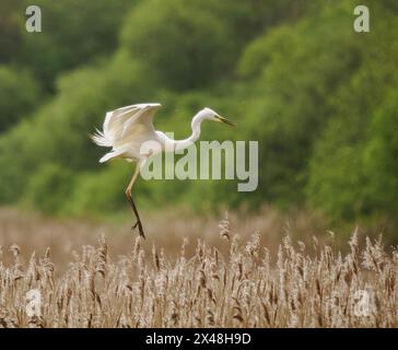 Great Egret landing amongst reeds at Shapwick Heath on the Somerset Levels UK Stock Photo