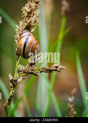 Striking yellow form of Copse Snail Arianta arbustorum  on sedge glume on the Somerset Levels UK Stock Photo