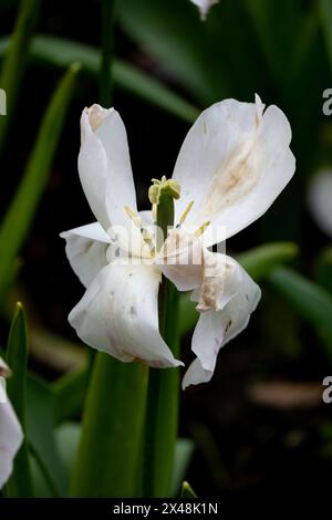 A withered tulip flower. Stock Photo