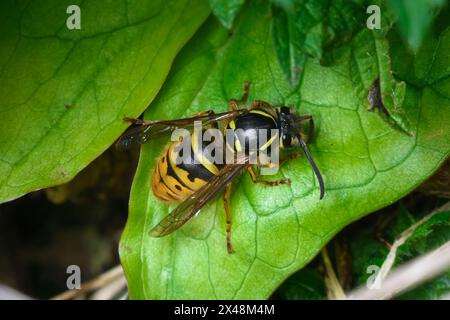 A queen wasp (unknown species) rests on a leaf. Taken at Tunstall Hills, Sunderland, UK Stock Photo