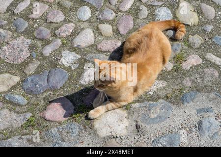 Red tabby tomcat lies on paving stones in the sun Stock Photo