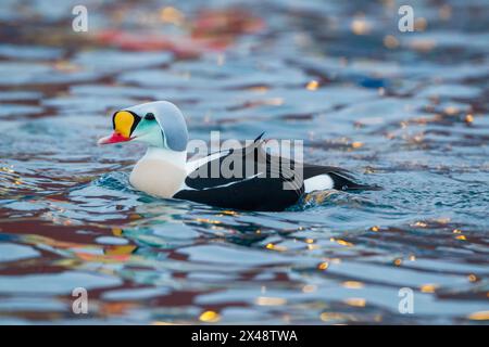 King Eider (Somateria spectabilis)  male swimming in a harbour with reflected lights and buildings creating coloured patterns on the water.  Norway in Stock Photo