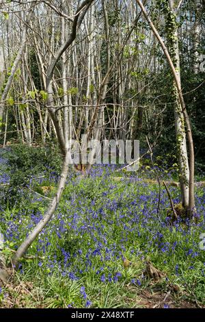 Bluebells in High Woods Country Park, Colchester, Essex, UK Stock Photo