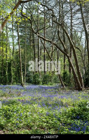 Bluebells in High Woods Country Park, Colchester, Essex, UK Stock Photo