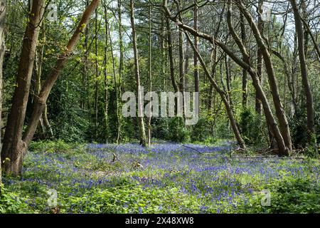 Bluebells in High Woods Country Park, Colchester, Essex, UK Stock Photo