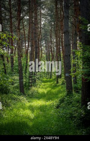 The sunlight filters through the green leaves of deciduous trees in the forest, casting dappled tints and shades on the woodland floor Stock Photo