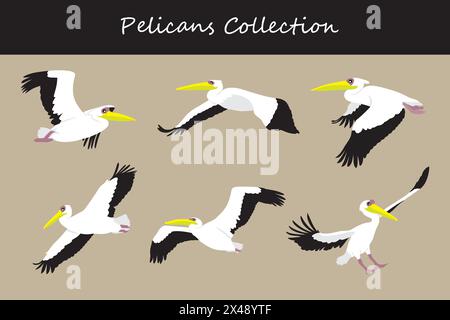 Pelican collection. Pelican in different poses. Vector illustration. Stock Vector