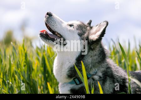 Horizontal photo an uplifting image of a Siberian Husky looking upwards with joy, mouth open and tongue out, amidst tall green grass under a bright sk Stock Photo