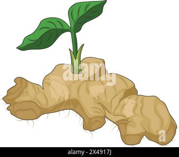 Ginger with leaves Stock Vector