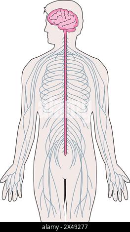 Illustration showing nervous system and vertebral column Stock Vector