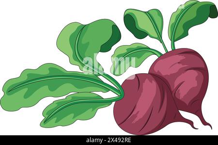 Set of two turnips Stock Vector