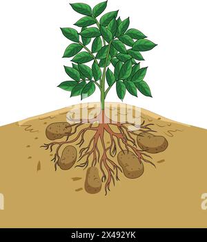 Plant parts - roots, leaves and stem Stock Vector