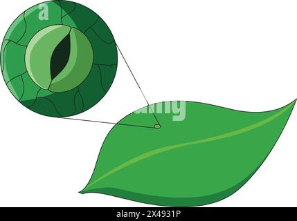 Stomata in leaves Stock Vector
