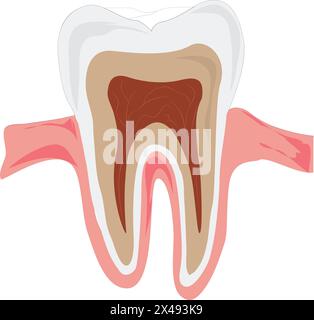 Human teeth Stock Vector