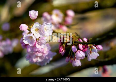 Cherry Blossoms and Buds. Pink Cherry blossoms with a blue sky and soft background. Stock Photo