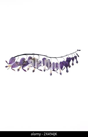 A spring of pressed bleeding hearts flowers. Stock Photo