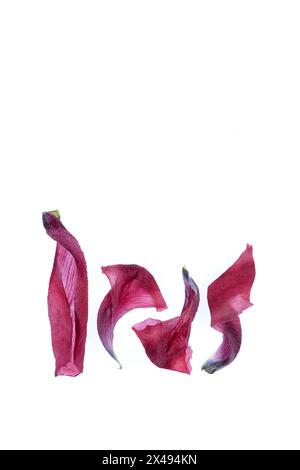 Wilted tulip petals on a white background. Stock Photo