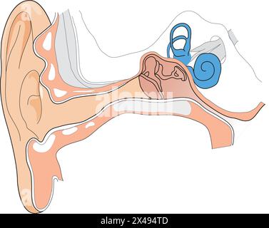 Anatomy of external ear Stock Vector