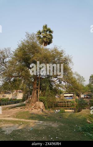 Tamarind or Tamarindus indica, and palm trees at Bainan village. Bagnan, Howrah, West Bengal, India. Stock Photo