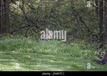 Distant View of a Wild Rabbit (Oryctolagus cuniculus) Sitting in Right Profile in Dappled Sunlight on Grass Beside a Wood in Wales, UK in Spring Stock Photo