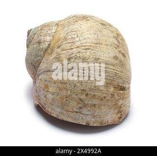 Snail Shell Front Cut Out on White. Stock Photo