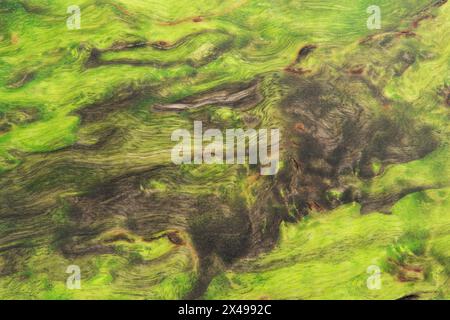 beautiful green background with a wood texture with green veins as a sample of a green background made of natural sawn wood or a sample of a wood text Stock Photo