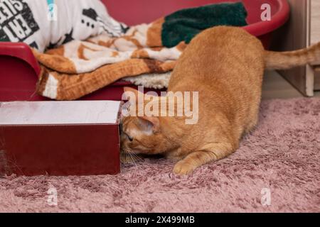 A feline Felidae, with orange fur and whiskers, lounges on a pink rug near a wooden box labeled Friday. The small to mediumsized cat finds comfort on Stock Photo