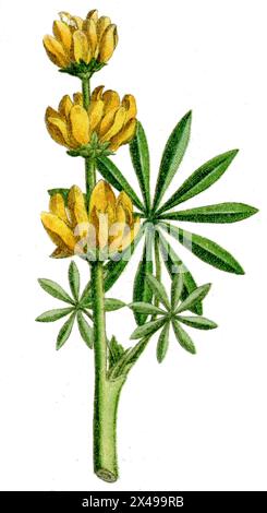 annual yellow-lupin or European yellow lupine Lupinus luteus,  (botany book, 1900), Gelbe Lupine Stock Photo