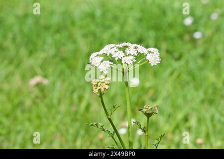 Oenanthe silaifolia branch with blur background Stock Photo