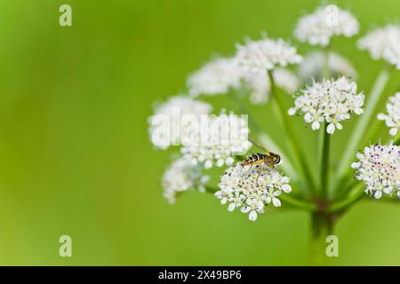 Branch of Oenanthe silaifolia with a small Sphaerophoria fly Stock Photo