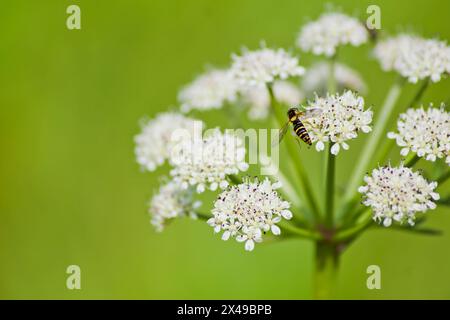 Branch of Oenanthe silaifolia with a small Sphaerophoria fly Stock Photo