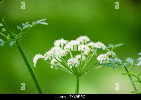 Oenanthe silaifolia branch with blur background Stock Photo