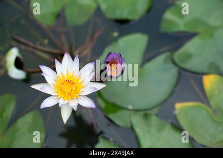 A close up, above view of a lotus flower growing in a container pot. Stock Photo
