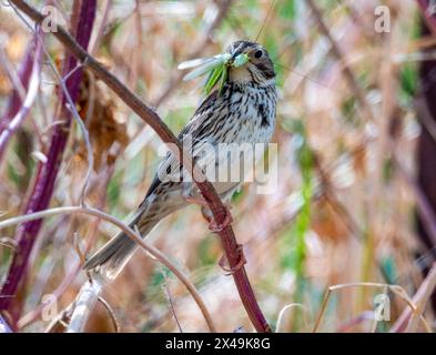 Corn Bunting (Emberiza calandra) perched with insect in its beak, Akamas,  Cyprus. Stock Photo