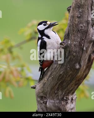 A Great Spotted Woodpecker (Dendrocopos major) on a tree trunk in Gloucestershire UK Stock Photo