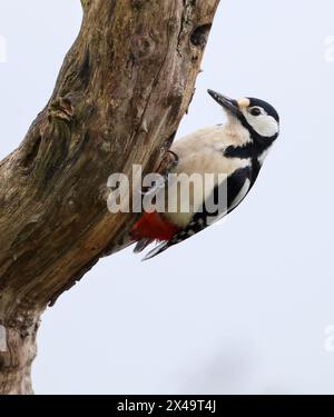 A Great Spotted Woodpecker (Dendrocopos major) on a tree trunk in Gloucestershire UK Stock Photo