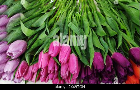 Colorful tulips with raindrops on the counter for sale. Stock Photo