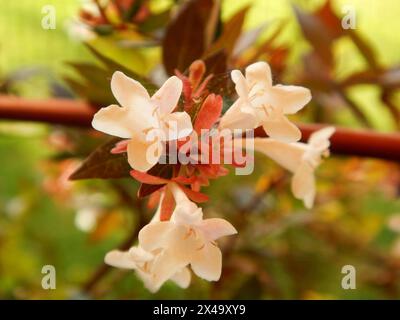 White flowers of the Abelia Grandiflora plant Stock Photo