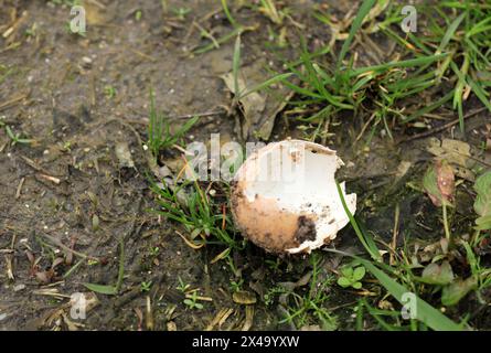 Broken egg eggshell on the ground Stock Photo