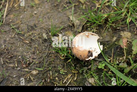 Broken egg eggshell on the ground Stock Photo