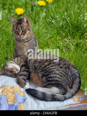 Two cats rest after playing in the home garden together, one cat is daring and a friend watches Stock Photo