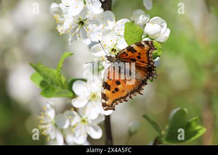 Spring season, European small tortoiseshell butterfly (Aglais urticae) sitting on a cherry blossom Stock Photo