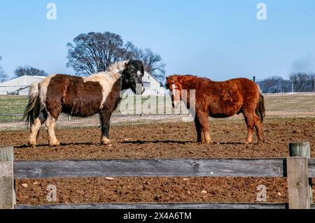 Two horses standing next to each other in a field. One is brown and white and the other is brown Stock Photo